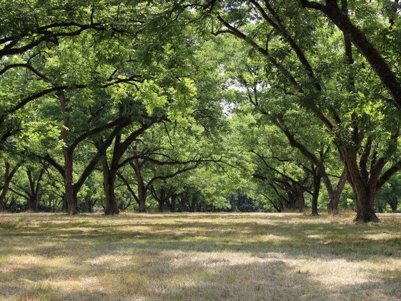 Pecan Orchard Under Irrigation : Hurtsboro : Russell County : Alabama