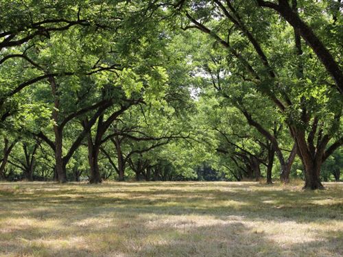 Pecan Orchard Under Irrigation : Hurtsboro : Russell County : Alabama