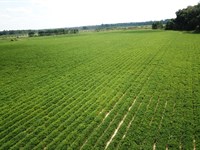 Beautiful, Prime Irrigated Farmalnd : Camilla : Mitchell County : Georgia
