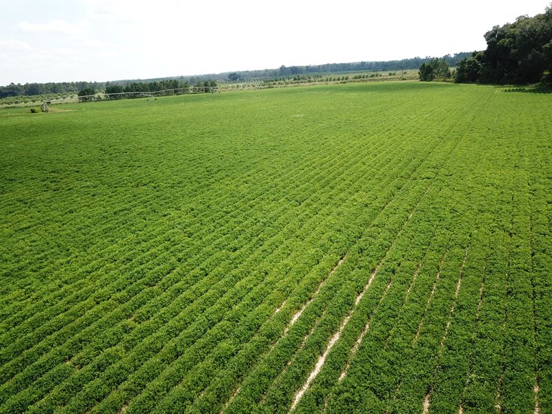 Beautiful, Prime Irrigated Farmalnd : Camilla : Mitchell County : Georgia