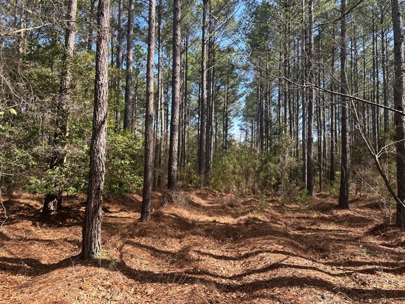 Old Dixie Highway : Newington : Effingham County : Georgia