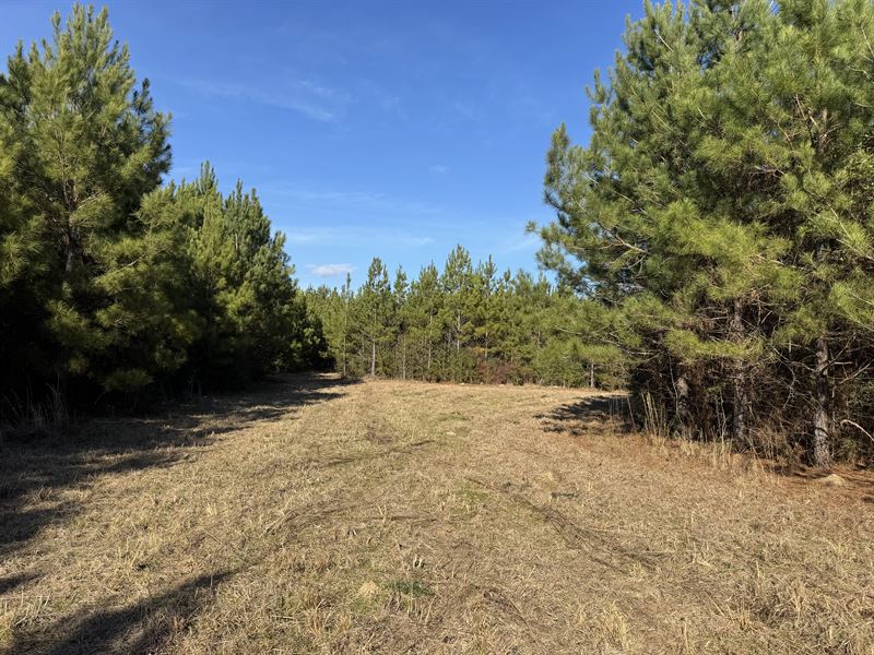 Creekside Timber Haven : Tylertown : Walthall County : Mississippi