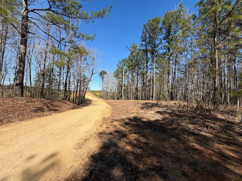 79 Acre Recreational / Timber : Fayette : Tuscaloosa County : Alabama