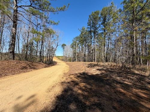 79 Acre Recreational / Timber : Fayette : Tuscaloosa County : Alabama