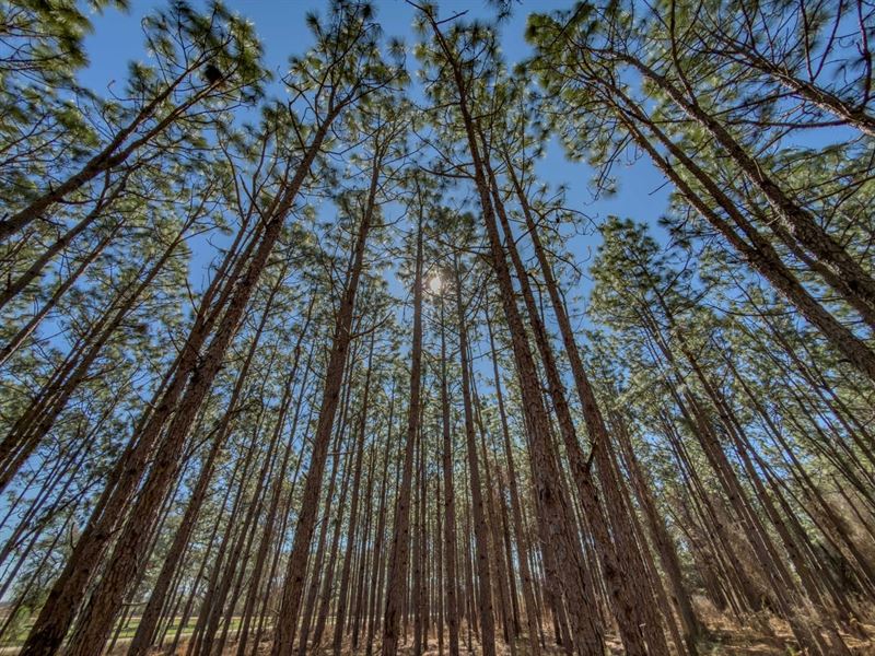 34.7 Ac Beautiful Corner Lot Homesi : Blakely : Early County : Georgia