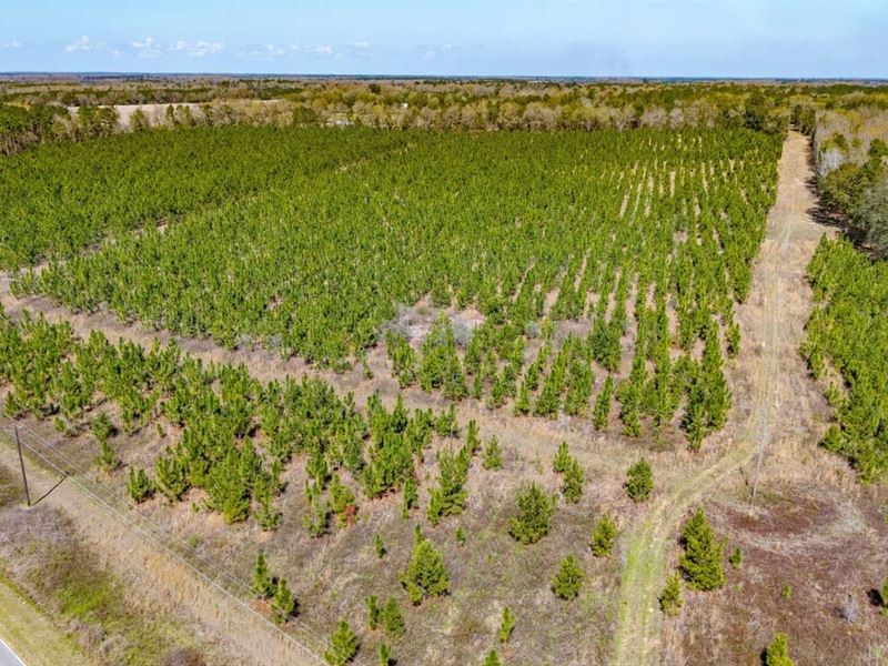 19 Ac Homesite with Longleaf Pine : Arlington : Calhoun County : Georgia