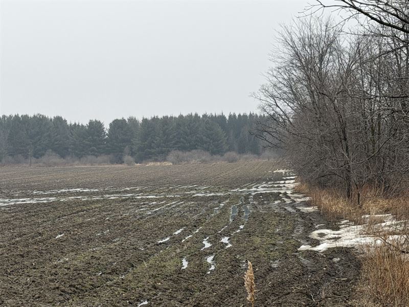 80 Acres in Snover, Michigan : Snover : Sanilac County : Michigan