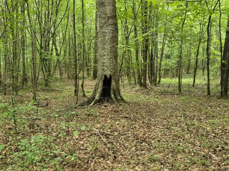 36 Acres in Choctaw County, MS : Stewart : Choctaw County : Mississippi