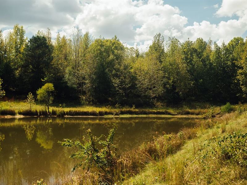 45 Acres in Panola County, MS : Batesville : Panola County : Mississippi