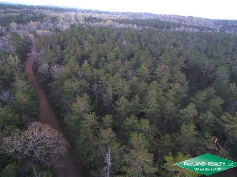 60.5 Ac Timberland for Home Sites : Eros : Ouachita Parish : Louisiana