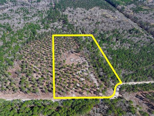 12.65 Acres, T-2, Boontown Road : Trinity : Texas