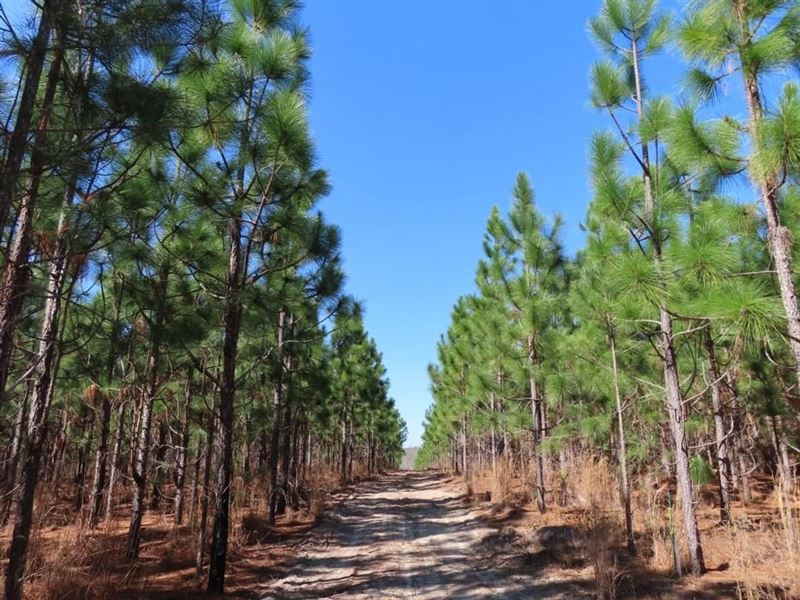 White Pond Tract : Williston : Aiken County : South Carolina