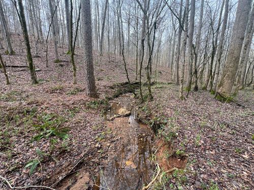 141 Acre Mature Timber Tract : Delta : Clay County : Alabama