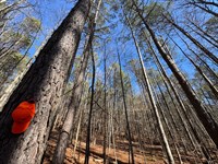 141 Acre Mature Timber Tract : Delta : Clay County : Alabama