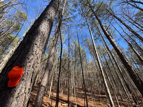 141 Acre Mature Timber Tract : Delta : Clay County : Alabama
