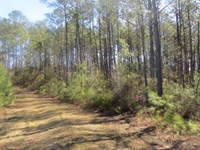 Rural Home Site, Timber Investment : Clanton : Chilton County : Alabama