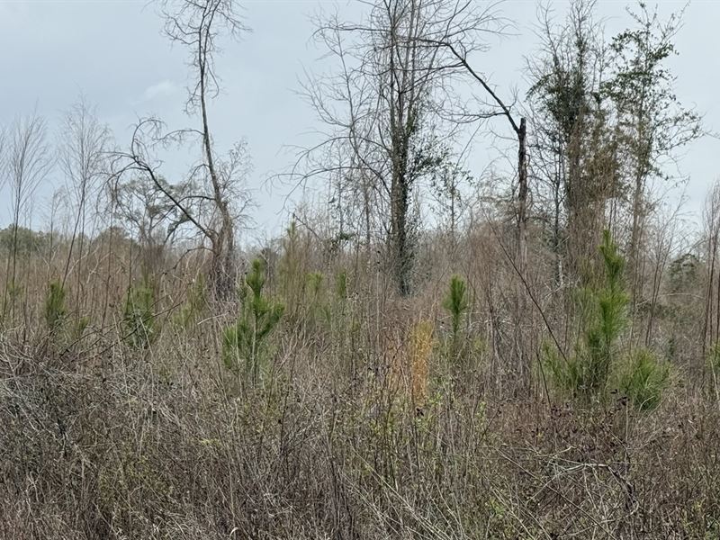 20 Acre Near Campbellton : Campbellton : Jackson County : Florida