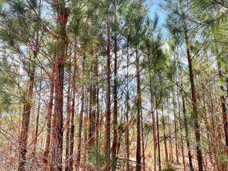 Brinkley Road, Prairie Creek : Barnesville : Lamar County : Georgia