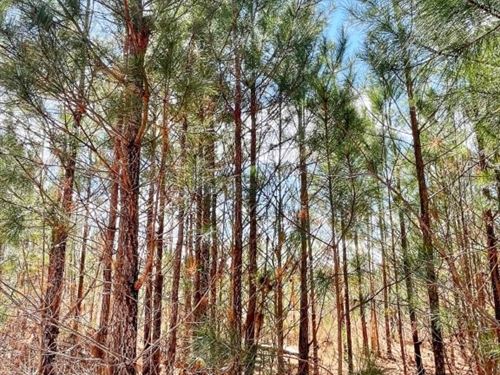 Brinkley Road, Prairie Creek : Barnesville : Lamar County : Georgia