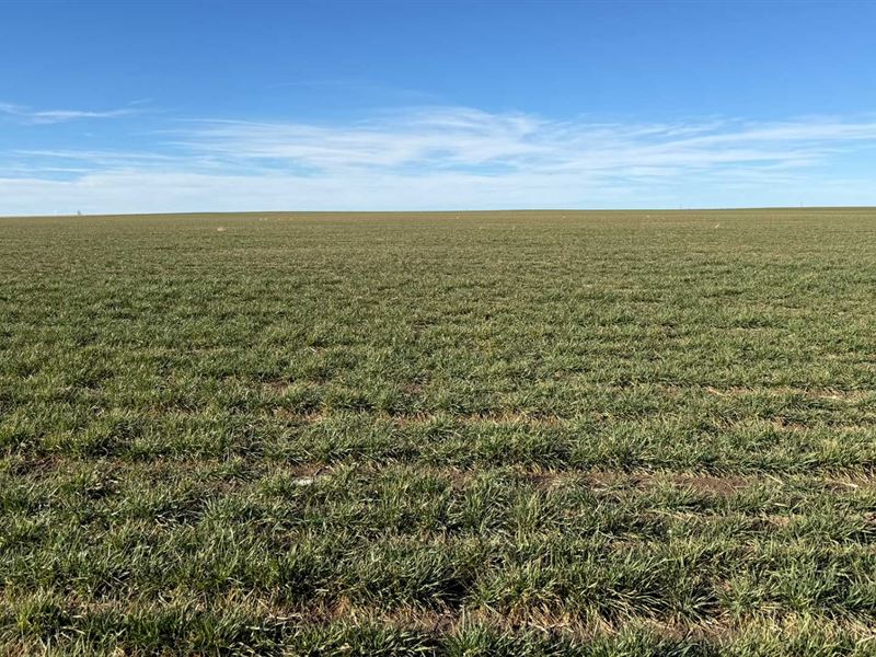 SW Platner Dryland Auction : Akron : Washington County : Colorado