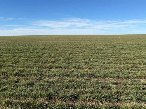 SW Platner Dryland Auction : Akron : Washington County : Colorado