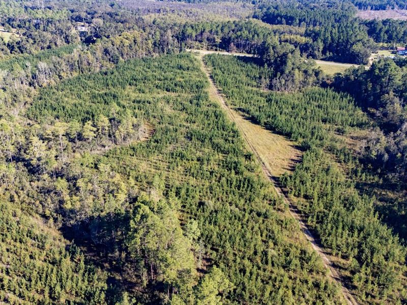 41 Ac Homestead Tract with Timber : Bonifay : Holmes County : Florida