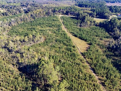 41 Ac Homestead Tract With Timber : Bonifay : Holmes County : Florida