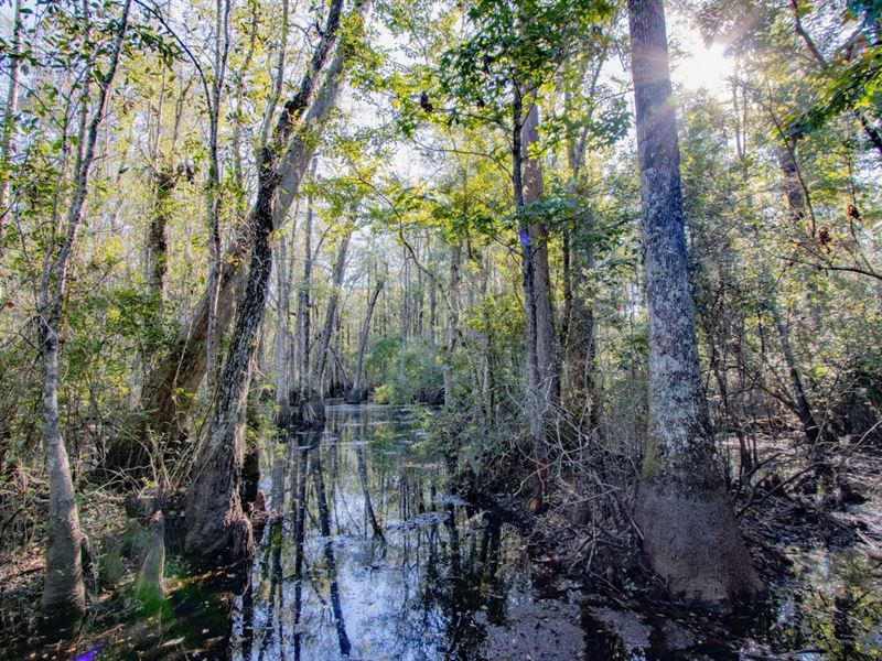141 Ac Recreational Timberland : Bonifay : Holmes County : Florida