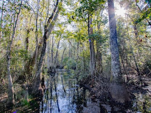 141 Ac Recreational Timberland : Bonifay : Holmes County : Florida