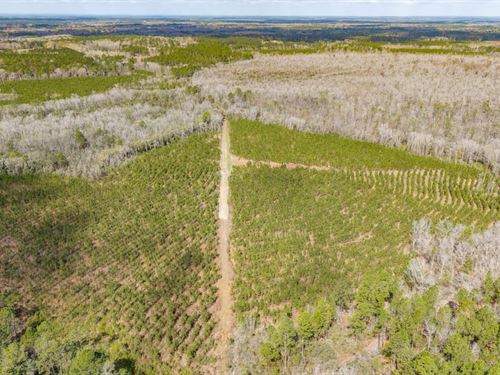 768 Ac Martins Bay Recreational Tim : Bonifay : Holmes County : Florida