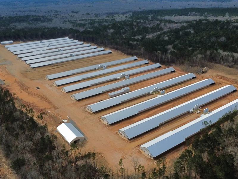 Golden Legacy Broiler Farm : Bernice : Union Parish : Louisiana