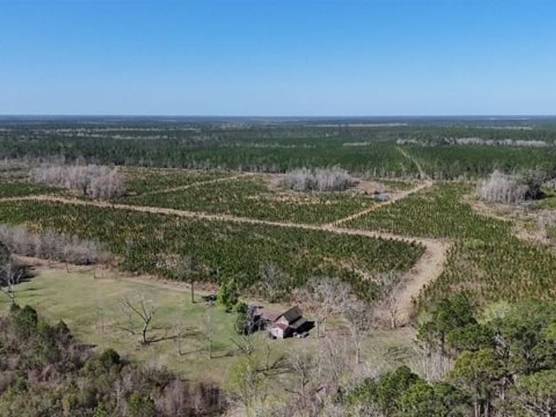 70.43 Acres in Ingram Road/Summer : Odum : Wayne County : Georgia