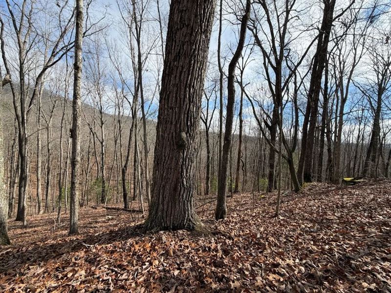 33 Acres in Morgan County, TN : Harriman : Morgan County : Tennessee