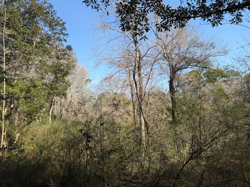 124 Acres in Baldwin County, AL : Daphne : Baldwin County : Alabama