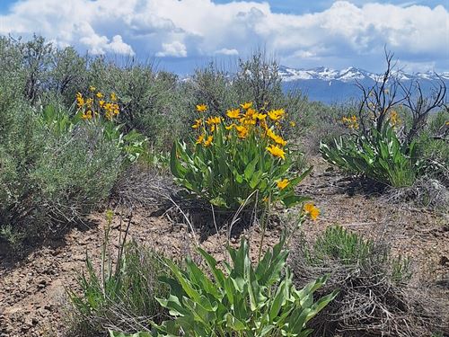 Beautiful Mountain Land in Elko NV : Ryndon : Elko County : Nevada