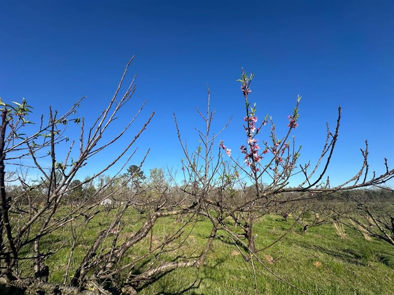 Sardis Farm, 69 Acres in Chilton Co : Maplesville : Chilton County : Alabama