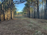 Hollins Hunting & Recreational Trac : Goodwater : Clay County : Alabama