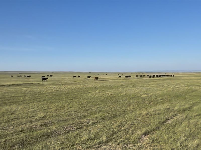 Rogers Irrigated Pasture : Laramie : Albany County : Wyoming