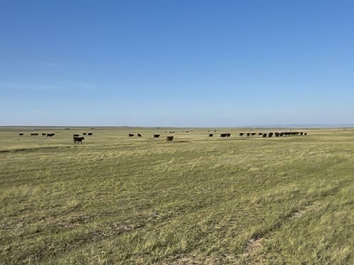 Rogers Irrigated Pasture : Laramie : Albany County : Wyoming