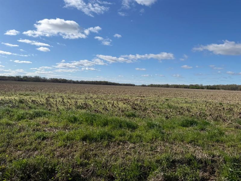 La, West Carroll 184 Acres : Oak Grove : West Carroll Parish : Louisiana