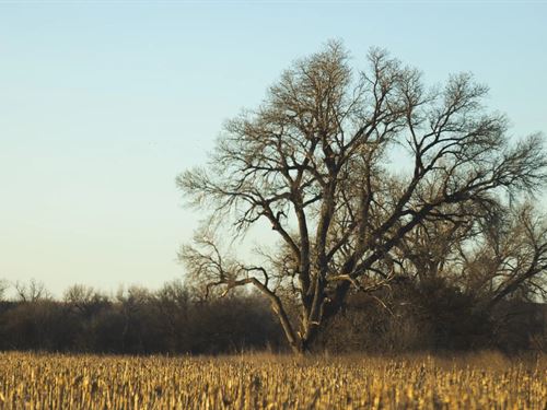 96 Acres in Lincoln County, KS : Sylvan Grove : Lincoln County : Kansas