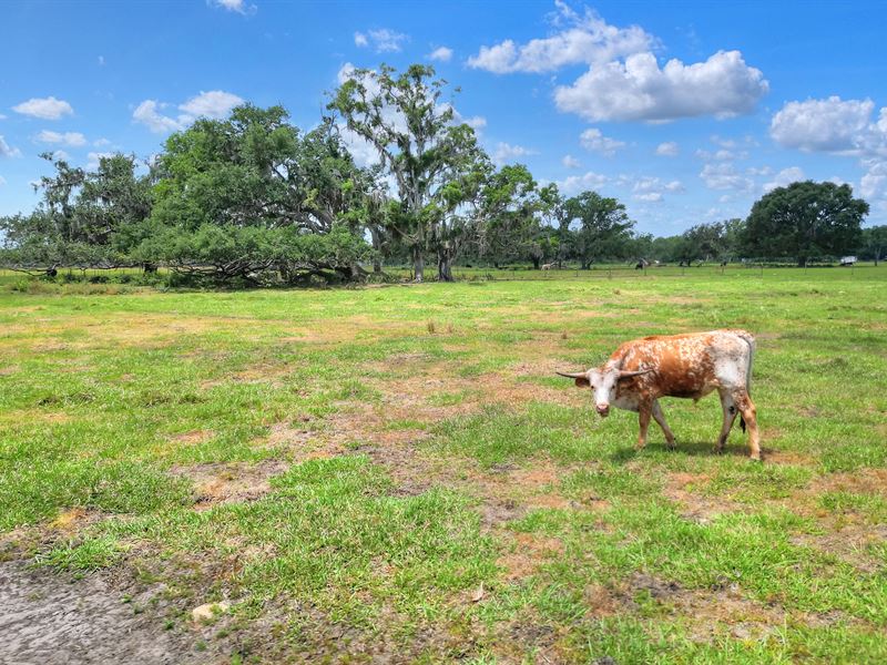 S CR 39 Acreage Homesites Lot 2 : Lithia : Hillsborough County : Florida