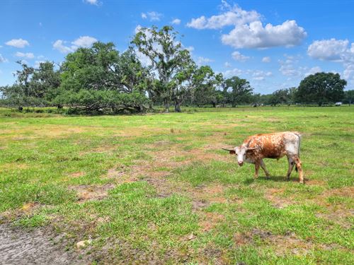 S CR 39 Acreage Homesites Lot 2 : Lithia : Hillsborough County : Florida