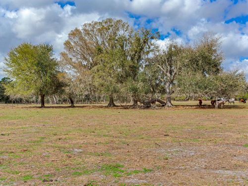 S CR 39 Acreage Homesites Lot 3 : Lithia : Hillsborough County : Florida