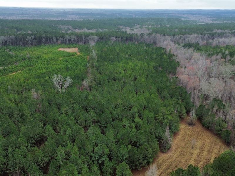 20 Acres Chambers County : Roanoke : Randolph County : Alabama