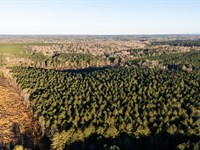 Brushy Creek Timberlands : Nashville : Hempstead County : Arkansas
