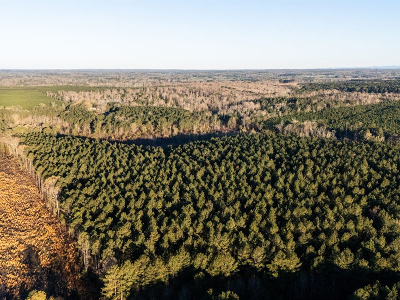Brushy Creek Timberlands : Nashville : Hempstead County : Arkansas