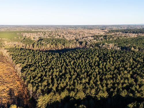 Brushy Creek Timberlands : Nashville : Hempstead County : Arkansas