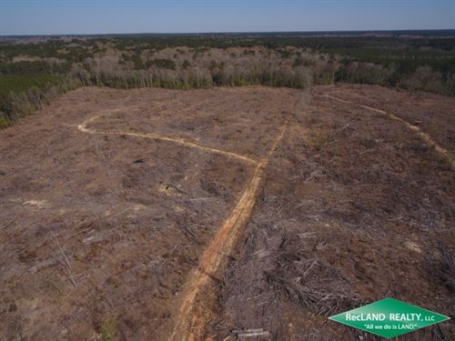 91 ac, Replanted Pine Timberland : Linville : Union Parish : Louisiana