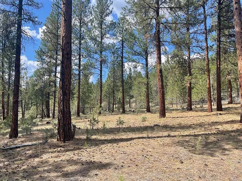 Peaceful Forestry Land : Sprague River : Klamath County : Oregon
